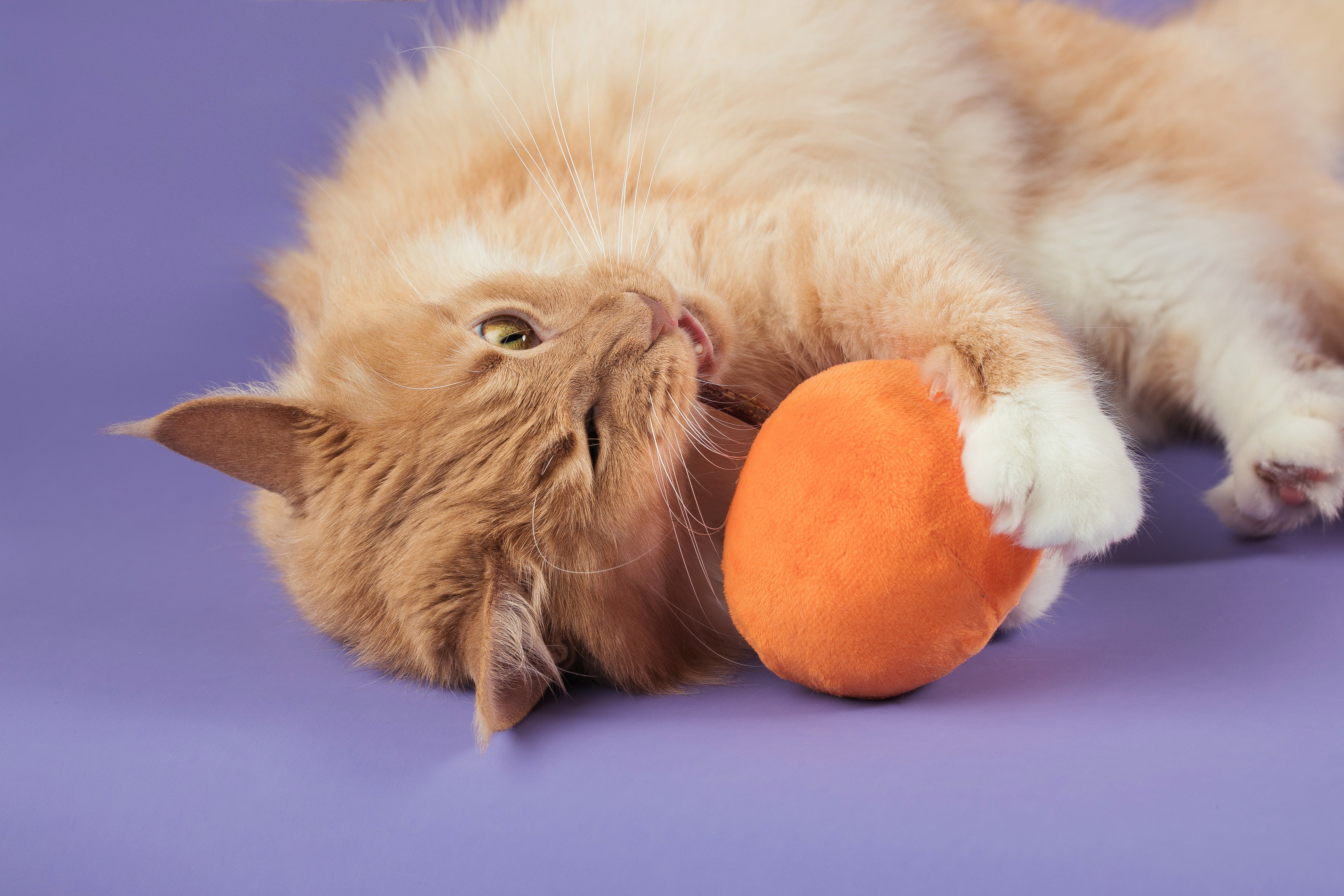 Animal planet cat toys best sale